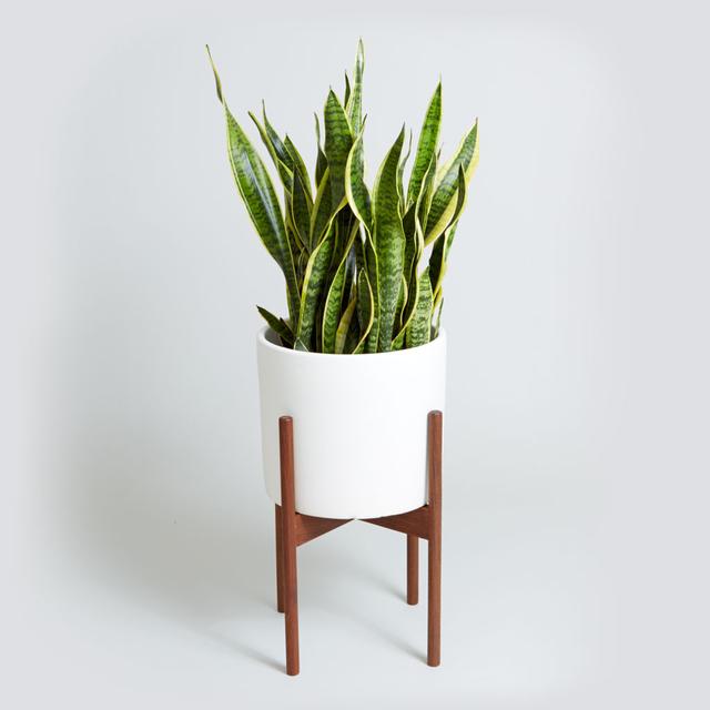 The Case Study Cylinder with Snake Plant (WHITE)