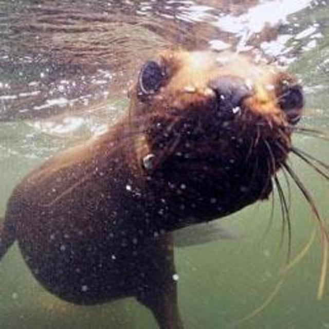 Boat Tour and Swimming with Sea Lions