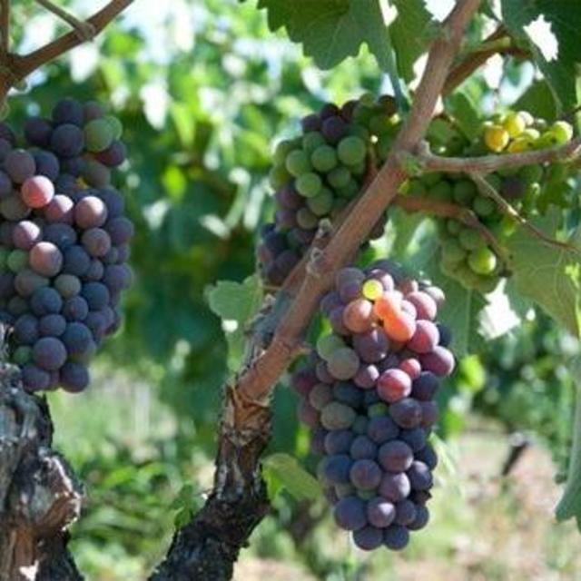 Vineyard tour and tasting in Sardegna