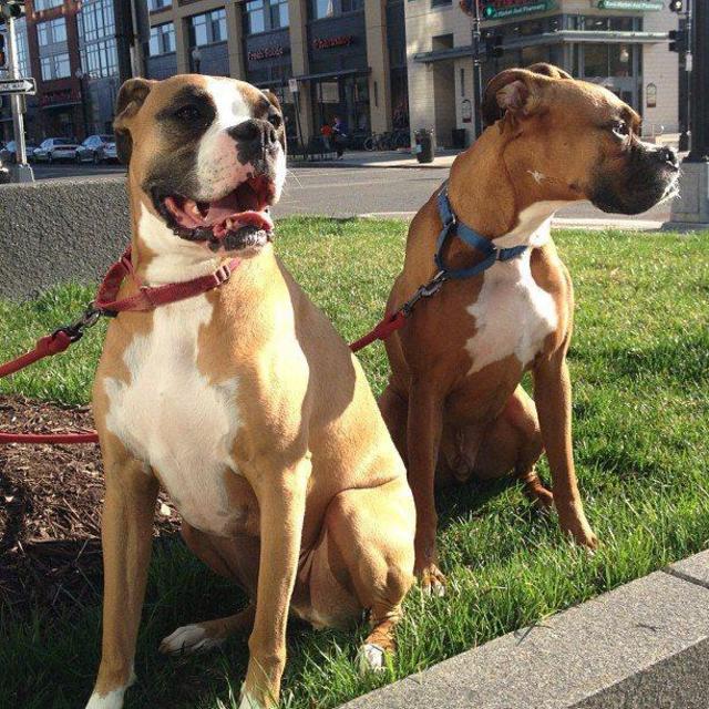 Boxer Rescue and Adoption, Inc