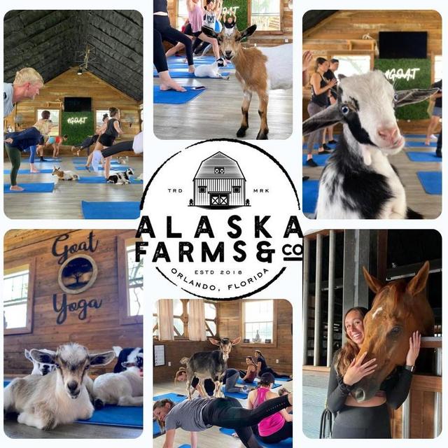 Goat Yoga for two