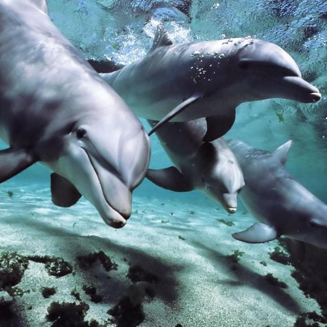 Swimming with Dolphins