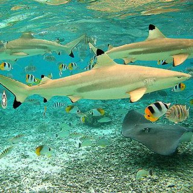 Shark and Ray Feeding