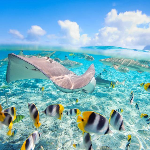 Snorkeling Tour