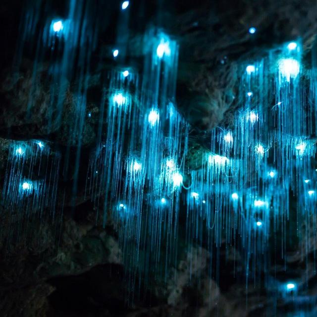 New Zealand Waitomo Glow worm cave tour for 5