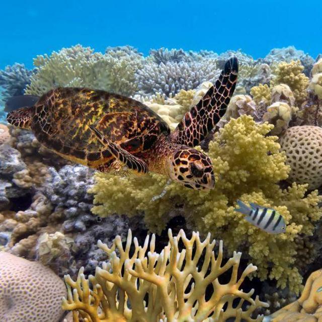 Great Barrier Reef Scuba Diving for 2