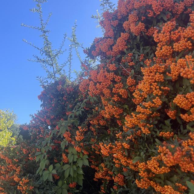 Honeymoon Fund!🧡