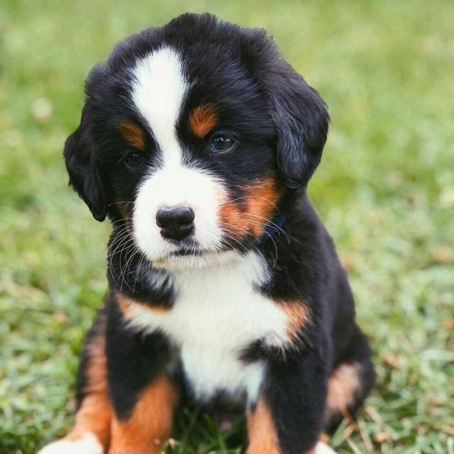 Our New Puppy