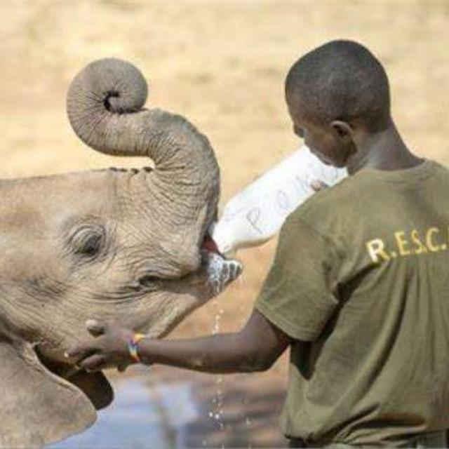 Elephant Orphanage Encounter