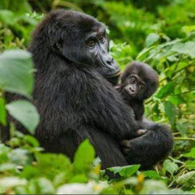 Gorilla Encounter