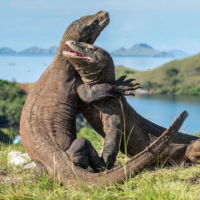 Send Us to an Adventure to See the Wildlife!