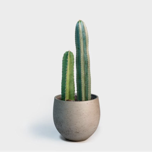 Cereus Cactus | 10" Mini Orb L Grey