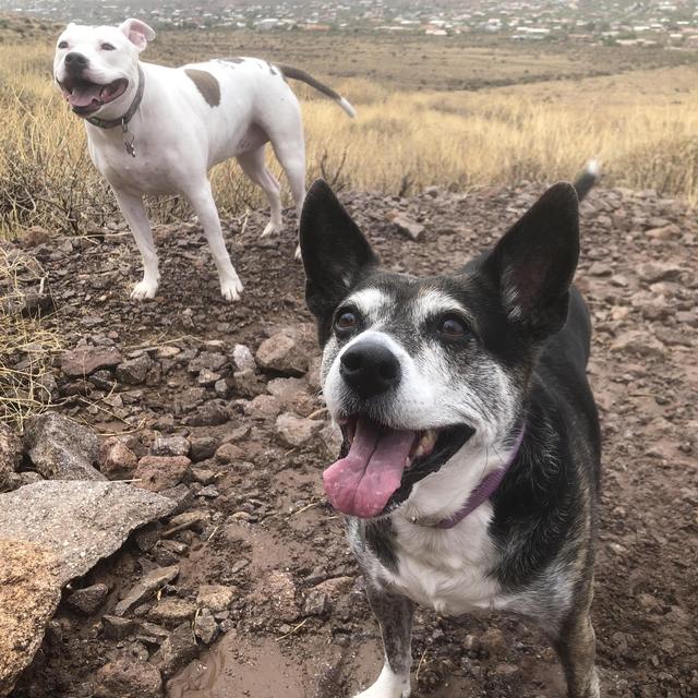 Doggo fund!