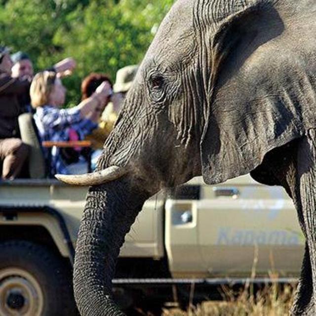 Morning Safari Drive