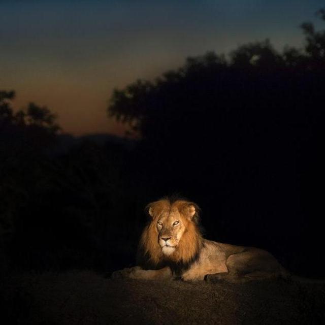 Nighttime Safari Drive