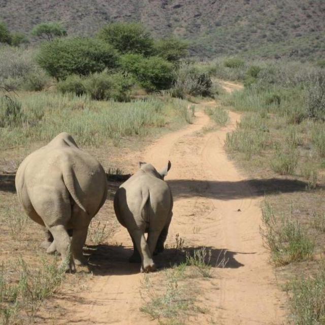 Walking Safari