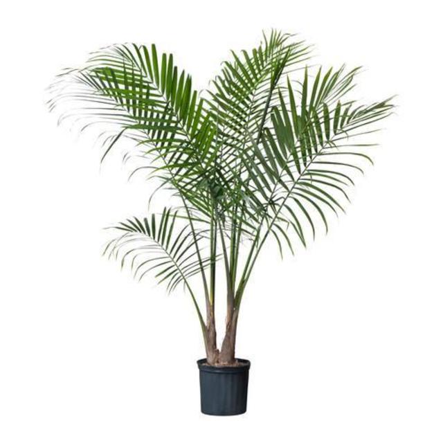 RAVENEA Potted plant
