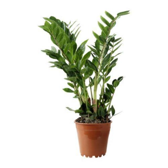 ZAMIOCULCAS Potted plant