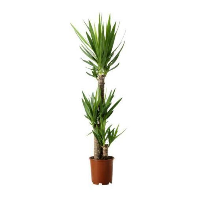 YUCCA ELEPHANTIPES Potted plant