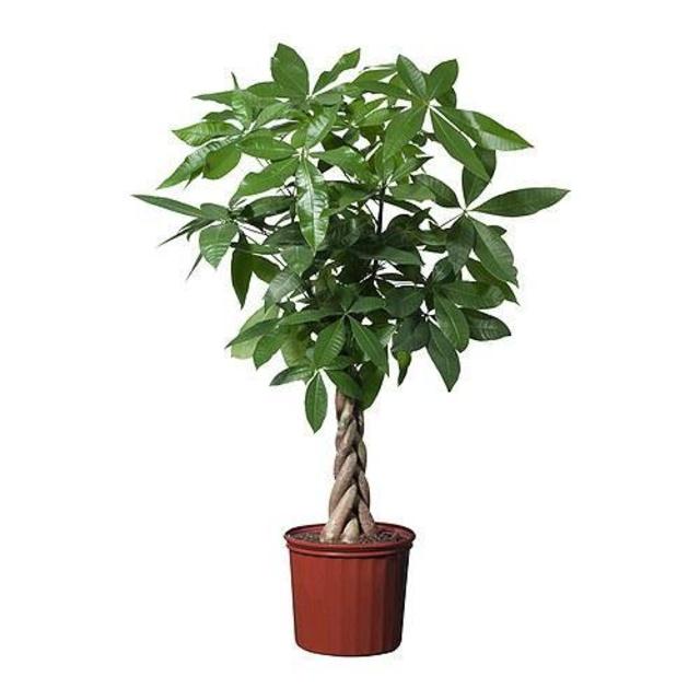 PACHIRA AQUATICA Potted plant