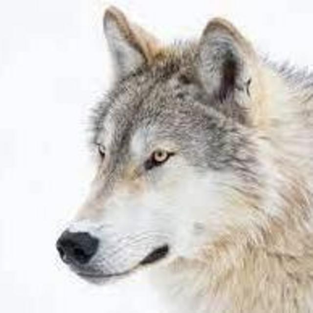 The Wolf Sanctuary