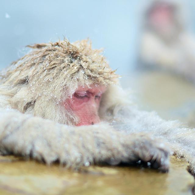 Snow Monkeys, Zenko-ji Temple & Sake in Nagano