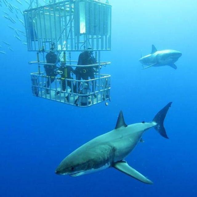 Oahu Shark Dive
