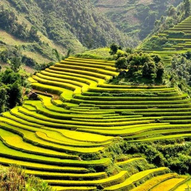 Rice Field Adventure