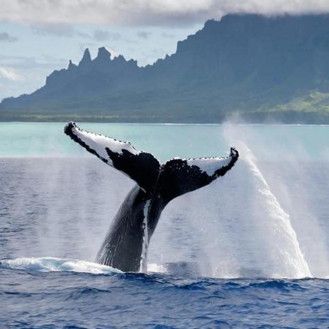 Whale Watching Tour