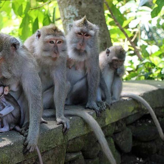 Visit Ubud Monkey Forrest