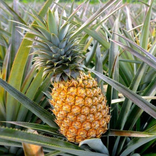 Tour of a Pineapple Plantation, Hawaii