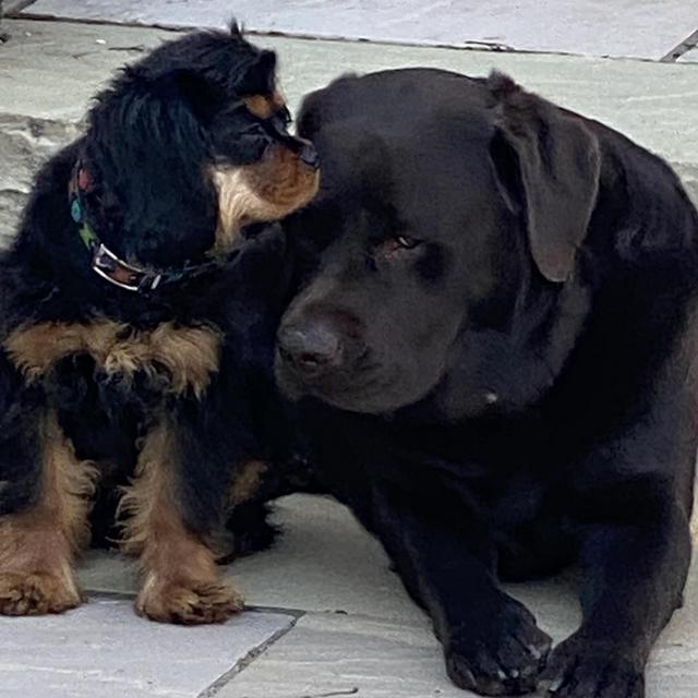 Future dog fund