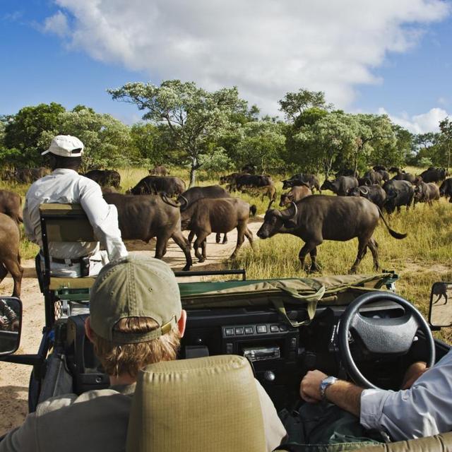 Safari at Royal Malewane in Thornybush Game Reserve