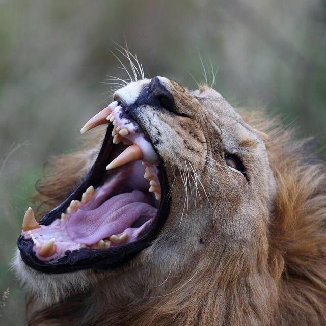 Safari at Londolozi Game Reserve in Kruger National Park