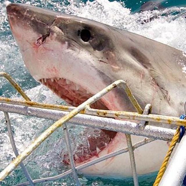 Shark Diving in Gansbaai
