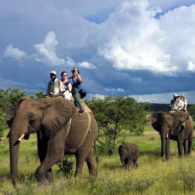 Elephant Safari in Victoria Falls