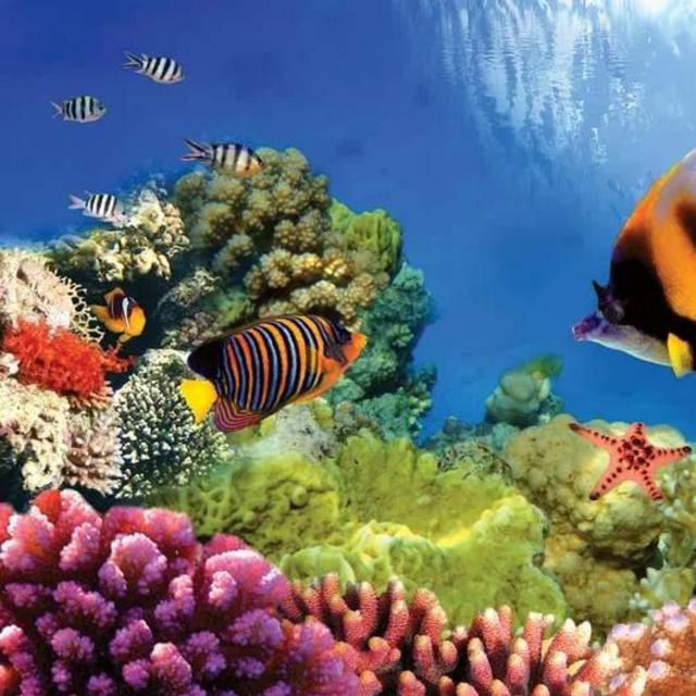 (VENMO) Great Barrier Reef Experience