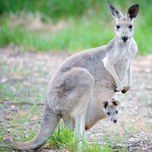(VENMO) Australian Animal Experience