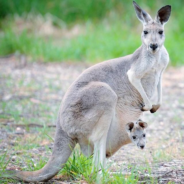 (CREDIT CARD) Australian Animal Experience