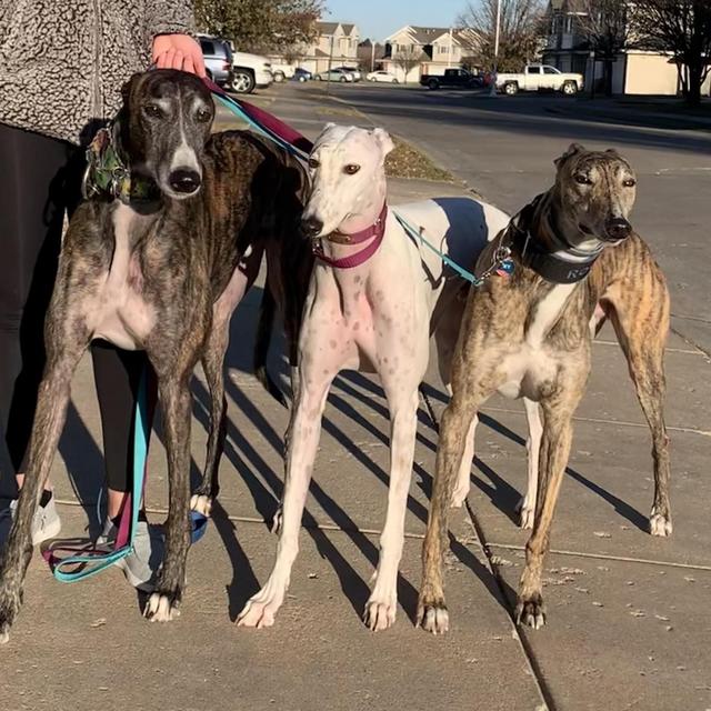 (VENMO) Furrbaby Care