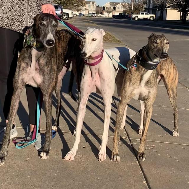 (CREDIT CARD) Furrbaby Care