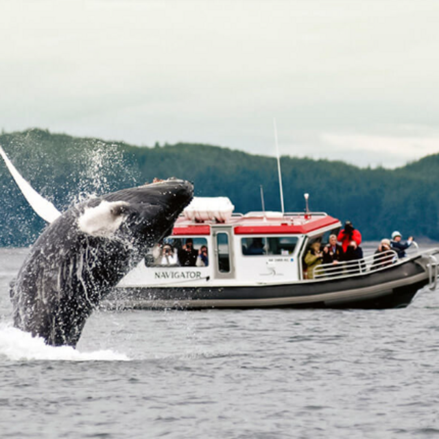 Whale Watching in Alaska