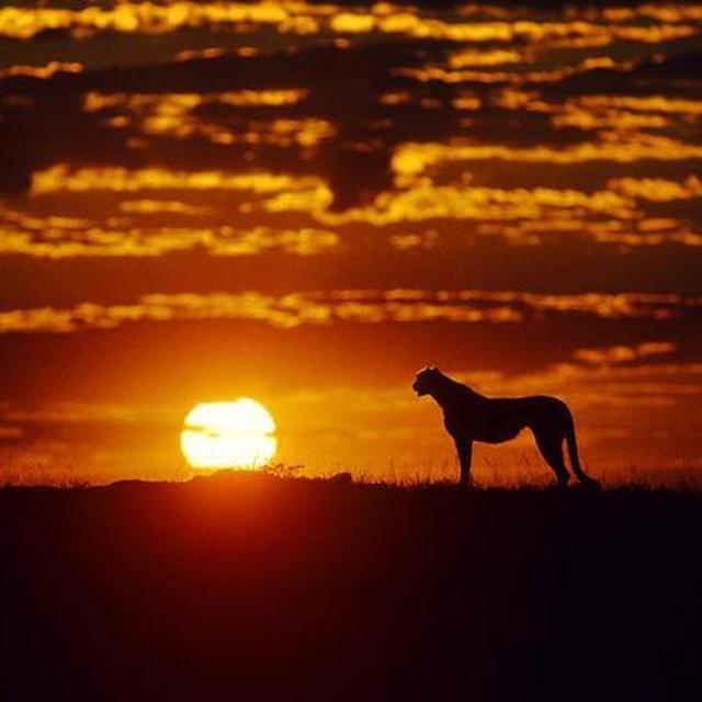 African Safari Honeymoon