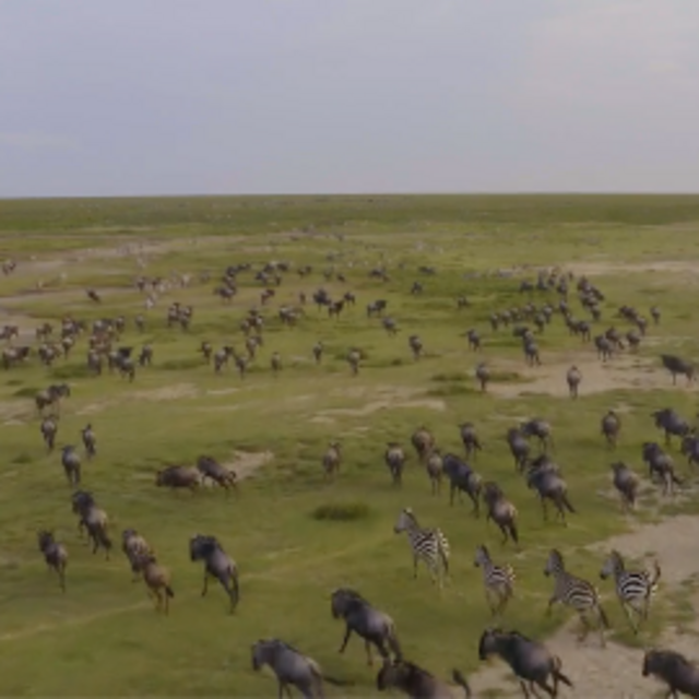 Safari Game Drive