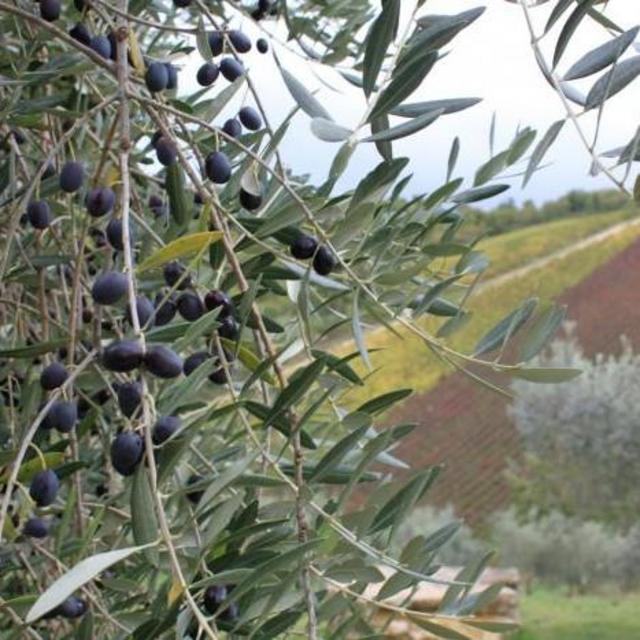 Olive Harvest Experience in Tuscany