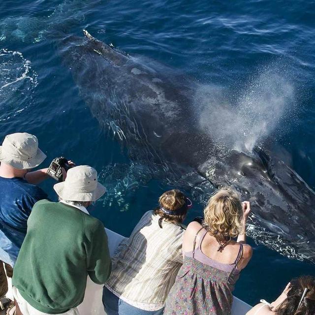 Whale Watching Excursion