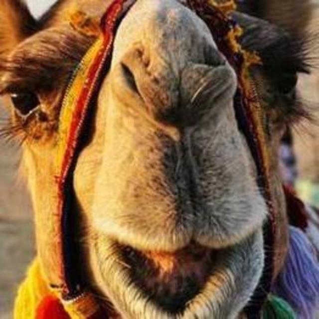 Camel Ride for Two @ Dubai Desert