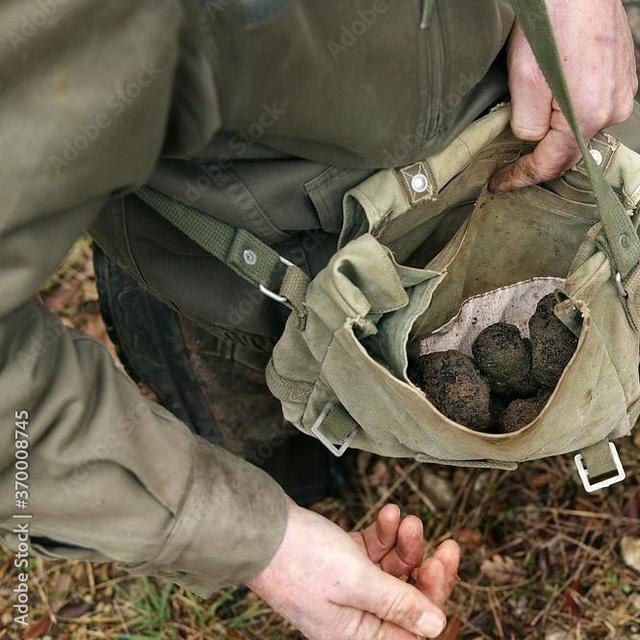 Truffle Hunting tour in Croatia and other activities