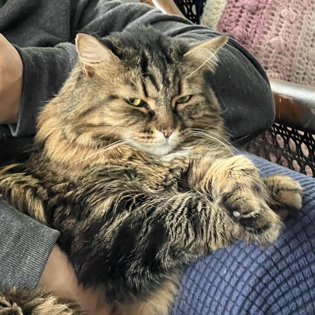 A Year's Supply of Chicken for Delilah (Venmo)