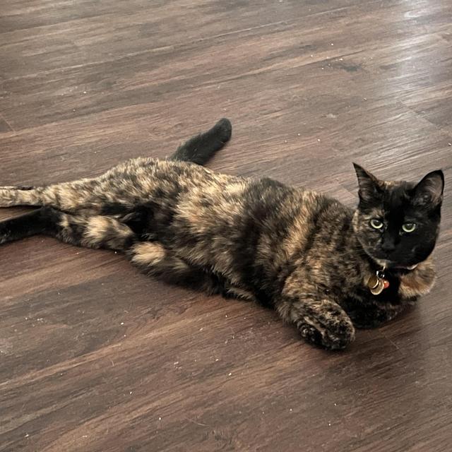 A Year's Supply of Toys for Pumpkin (Venmo)